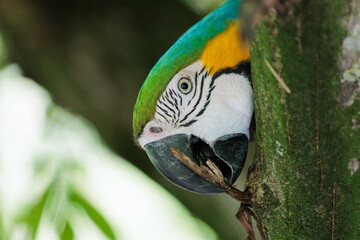 Blue and yellow aras