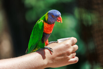 Red, blue and yellow macaw