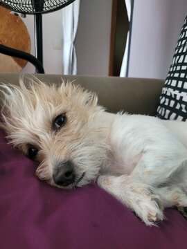 mascota