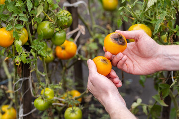 Disease of tomatoes. Brown spots on the yellow tomatoes in the farmer hands. Close-up. 