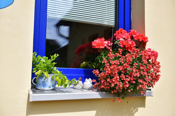 Beautiful red diascia and pelargonium in a pot on the window. Focused on the center of the frame.