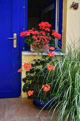 Beautiful red flowers in our window. Focused on the center of the photo.