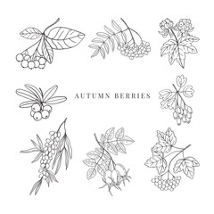 Hand drawn autumn berries set