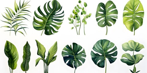 Hand drawn watercolor tropical plants set, monstera on an isolated white background, watercolor illustration - obrazy, fototapety, plakaty