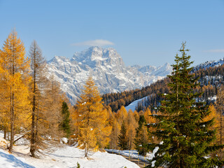 Autumn foliage in the woods of the Dolomites, near the ski slopes of Passo Falzarego in Cortina d'Ampezzo, Veneto, Italy, Europe. In the background the Sorapis Massif, a mountain range with characteri