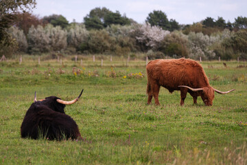 Cows at the Marquenterre Park