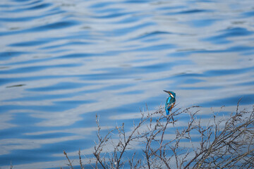 Kingfisher at the Marquenterre Park