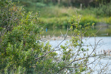 Kingfisher at the Marquenterre Park
