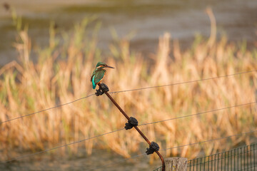 Kingfisher at the Marquenterre Park
