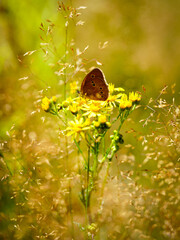 Zdjęcie motyla siedzącego na żółtych kwiatkach na łące