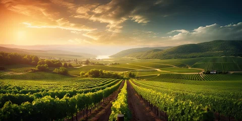 Poster Beauty unveiled in countryside. Nature palette. Vineyard rows aglow in warmth of sunset. Italian dreams. Grapes ripening under setting sun © Bussakon