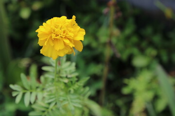 yellow flower