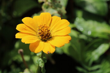 yellow flower