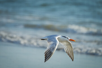 Fototapeta na wymiar Royal Tern in flight