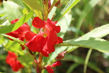 red flower in the garden