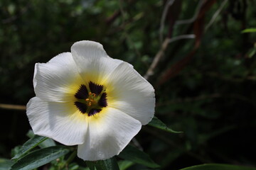 white and yellow flower