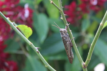 Grasshopper