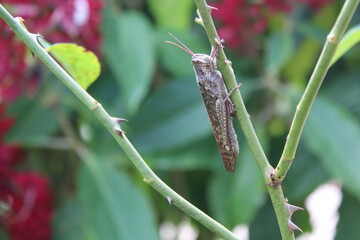 Grasshopper