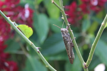 Grasshopper
