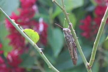 Grasshopper