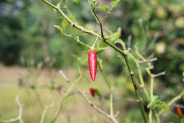 red chili pepper