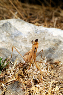 European mantis // Europ&auml;ische Gottesanbeterin (Mantis religiosa) - Crete, Greece
