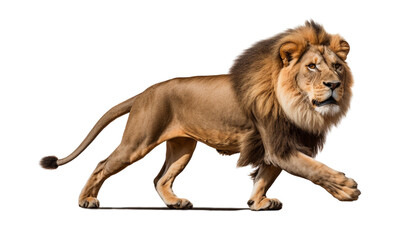 Male lion, king of the jungle, predator in a running pose, transparent background.