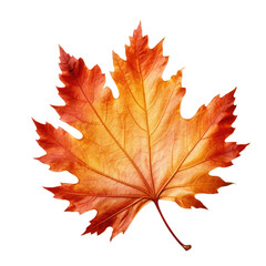 Naklejka na ściany i meble Autumn maple leaf isolated on white background