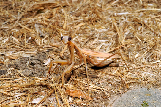 Europ&auml;ische Gottesanbeterin // European mantis (Mantis religiosa) - Crete, Greece