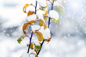 A snow-covered apple tree branch with yellow leaves in winter during a blizzard