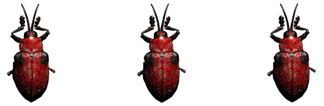 Besouro Vermelho, Barata-do-Coqueiro ou tamb&eacute;m como &eacute; conhecido Escaravelho Vermelho encontrado em  coqueiros. Mata Atl&acirc;ntica Brasileira. S&atilde;o Paulo, Brasil. Formato de arquivo png fundo transparente.	