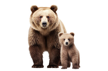 Adult brown bear and cute bear cub, cut out