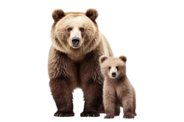 Foto op Aluminium Adult brown bear and cute bear cub, cut out © Yeti Studio