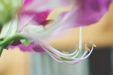Long pink flower stamens extend gracefully, reaching out like delicate tendrils. They sway in the breeze, displaying nature's elegant design.