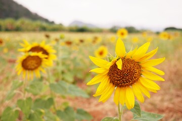 Fototapeta premium Amidst flat, open land, a vibrant sunflower stands tall, its golden petals mirroring the sun's radiance. A symbol of resilience and nature's beauty.