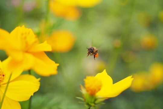 Golden flowers sway as bees, adorned in black, flit gracefully. Sunlight kisses their wings, a dance of pollination and life in nature's vibrant meadow.
