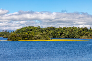 Trees and vegetation on Lough Leane