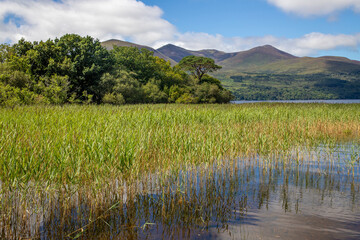 Obraz premium Mountains, Trees and vegetation on Lough Leane lake
