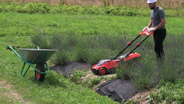 The gardener pours the mowed lawn from the box into the wheelbarrow. A man mows the lawn in a lavender field between rows of flowers with battery powered ecological lawn mower.