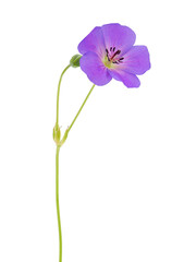 Meadow crane’s-bill isolated on white background, Geranium pratense