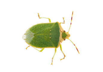 Southern green stink bug adult isolated on white background, Nezara viridula