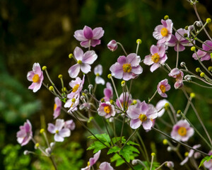 Fototapeta na wymiar Purple flowers