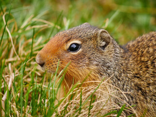 Columbian ground squirrel, closeup