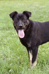 black dog closeup portrait on green grass background