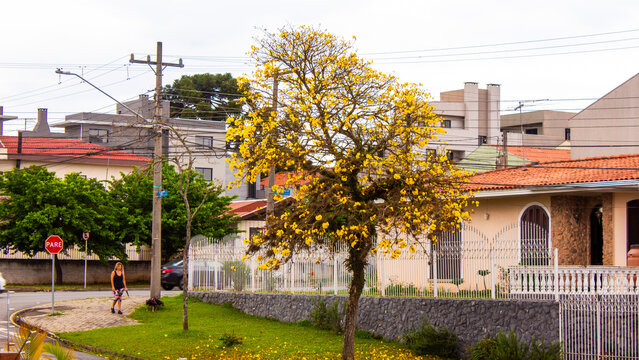 Portal Samuel Grimbaum, Jardim Bot&acirc;nico em Curitiba