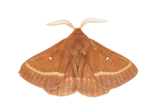 Grass eggar moth isolated on white background, Lasiocampa trifolii