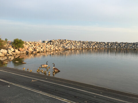 Canada Geese and baby geese swimming in Lake Newell