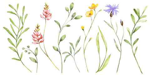 Fototapeta na wymiar Border banner with watercolor wild flowers. Floral decoration. Hand drawing. 