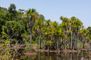 Landscape along the famous BR-319, a dirt road through the Amazon rainforest between Manaus and...
