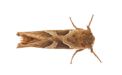 Orange swift moth isolated on white background, Triodia sylvina